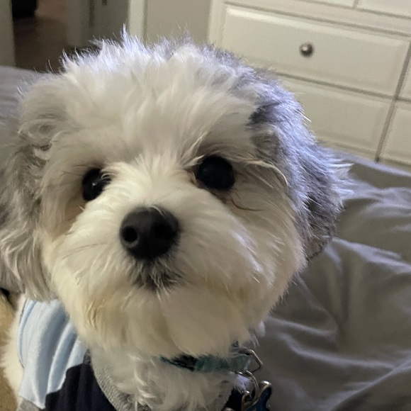 Meet your Posher, Adriana - Picture 1 of 1